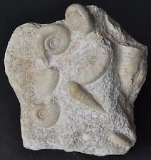 Ammonite jolie bloc d'occasion  Angers-