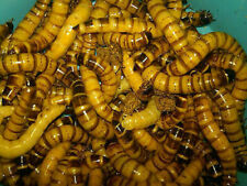 Live Superworms - 50 - 1,000- Large 2" - Reptile Food for sale  Visalia