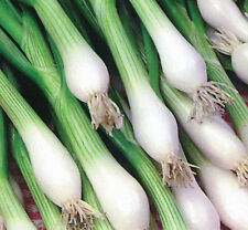 Onion white lisbon for sale  Phoenix