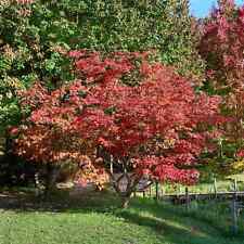 Acer japonicum aconitifolium gebraucht kaufen  Eslohe