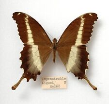 Old female papilio for sale  PERSHORE
