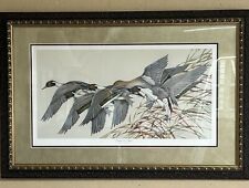 Art may pintails for sale  Chanute