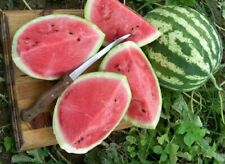 Watermelon crimson sweet for sale  BURTON-ON-TRENT