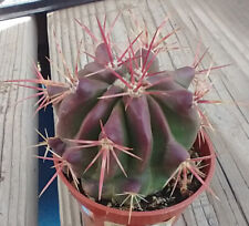 Ferocactus pilosus red for sale  North Las Vegas