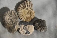 Lot ammonites pleuroceras d'occasion  Pont-à-Mousson