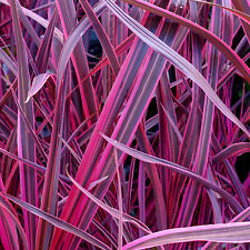 Used, Cordyline 'Festival Raspberry' Cabbage Palm Fragrant Outdoor Evergreen Shrub for sale  UK