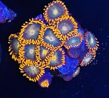 Gatorade zoa wysiwyg for sale  Columbia