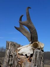 Pronghorn antelope horns for sale  Monticello