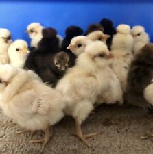 Hatching eggs poland for sale  STOCKTON-ON-TEES