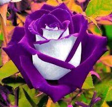 Purple white rose for sale  LONDON
