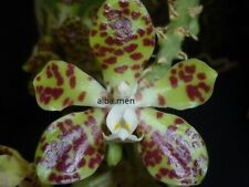 Phalaenopsis doweryensis selte gebraucht kaufen  Stammheim