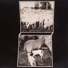 Sheep ewe lambs for sale  Portland