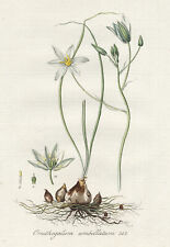 Antique Print-ORNITHOGALUM UMBELLATUM-GRASS LILY-PL. 362-Flora Batava-Sepp-1800 for sale  Shipping to South Africa