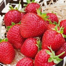 Graines fraises charlotte d'occasion  Aubenas