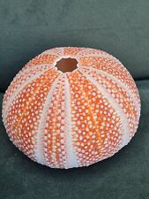 Vintage sea urchin for sale  STOKE-ON-TRENT