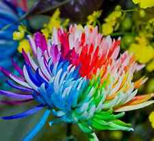 Rainbow chrysanthemum seeds for sale  BRISTOL