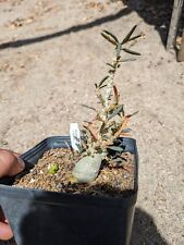 Dorstenia Gigas Bullata No Reserve!!! for sale  Shipping to South Africa