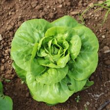 Organic lettuce plug for sale  CHELMSFORD