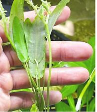 Usado, Aponogeton natans (planta acuática rara) segunda mano  Embacar hacia Argentina