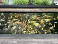 Koi carp sale for sale  FARINGDON