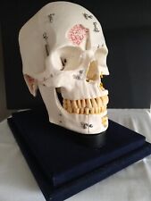 human skull for sale  HULL