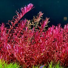 Rotala blood red for sale  Santa Rosa