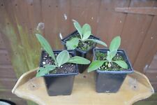 Greater mullein plants for sale  HUNTINGDON