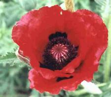 Pack poppy papaver for sale  UK
