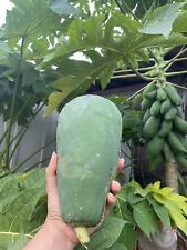 Young green papaya for sale  Naples
