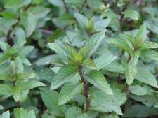 Herb peppermint mentha for sale  SALISBURY