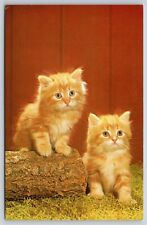 Cats tabby cats for sale  Newton