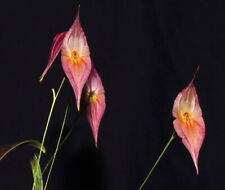 Lepanthes dalessandroi pink for sale  Miami
