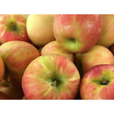 Dwarf honeycrisp apple for sale  Perrysburg