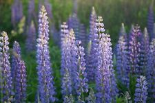 Blue lupine seeds for sale  High Point