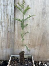 Coast redwood cell for sale  CHORLEY