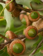 Pin oak seeds for sale  Staten Island