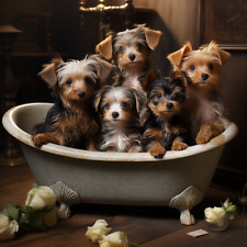 Yorkshire terrier puppies for sale  Shipping to Ireland