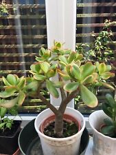Jade plant crassula for sale  LOUGHBOROUGH