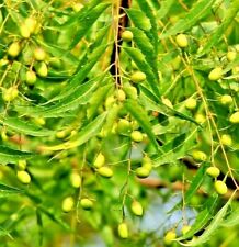 💕Rare Neem Tree Plant & seeds Azadirachta indica Non GMA in Pot Grown seed NS05 for sale  Shipping to South Africa