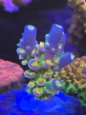 Live coral wysiwyg for sale  Middleburg