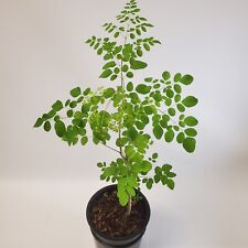 3ft grown moringa for sale  Orlando