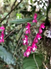 oncidium for sale  Pepperell