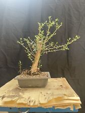bonsai usato  Modica