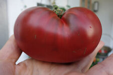 Bio tomaten black gebraucht kaufen  Asbach