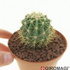 Echinocactus hybrid potø10 usato  Cortona