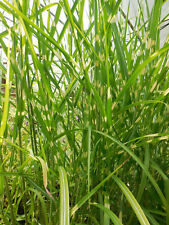 Porcupine grass similar for sale  Albany