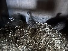 Harlequin quail hatching for sale  BARNSTAPLE