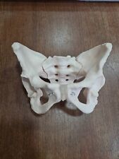 Human pelvis model for sale  PONTYPRIDD