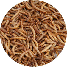 Walter meal worms for sale  Shipping to Ireland