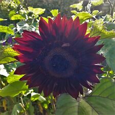 Black magic sunflower for sale  LONDON